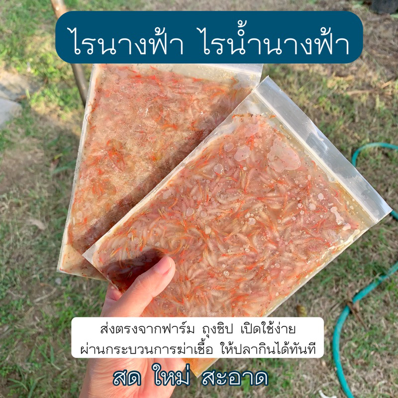 พร้อมส่ง ไรนางฟ้า ไรน้ำนางฟ้า โปรตีนสูงมาก ⚠️ อาหารปลาสวยงาม พร้อมส่ง สด ใหม่ สะอาด ‼️