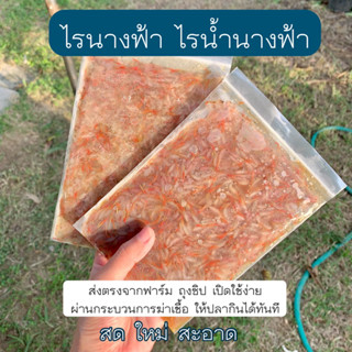 ไรนางฟ้า ไรน้ำนางฟ้า โปรตีนสูงมาก ⚠️ อาหารปลาสวยงาม พร้อมส่ง สด ใหม่ สะอาด ‼️