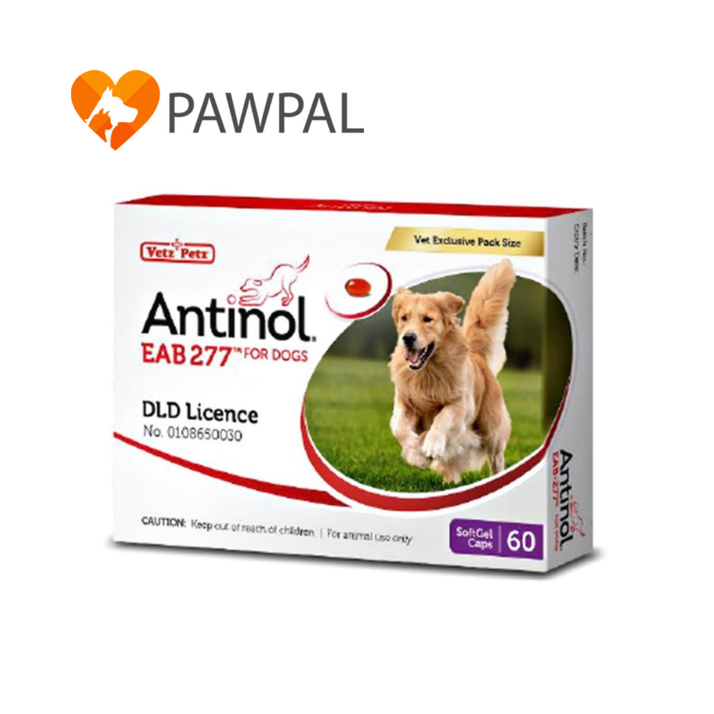 Antinol Dog 🔥 ของแท้ แพ็คเกจใหม่ Exp.2/2025 อาหารเสริม บำรุงข้อ ลดอักเสบ สุนัข แมว