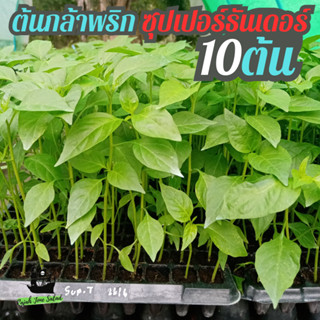 ต้นกล้าพริก ซุปเปอร์ธันเดอร์ 10 ต้น พริกขี้หนู พริกจินดา ผักสวนครัว