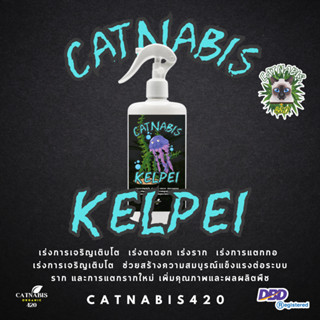 Catnabis Kelpei สาหร่ายทะเล เปิดตาดอก แตกกอ เร่งการเจริญเติบโต เร่งการแตกยอดอ่อน แตกตาดอก เร่งรากเร่งการแตกกอ