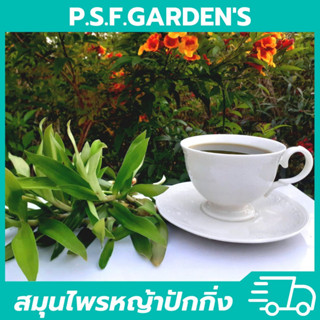 หญ้าปักกิ่ง : สมุนไพรสรรพคุณ 1 กก.และ 500 กรัม (จัดโปรลดราคา)