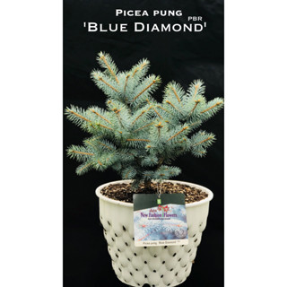 Picea pung. Blue Diamond PBR ใบสีฟ้าบลู ว๊าวมากเลยครับ การันตีสายพันธุ์แท้นำเข้าจากฮอลแลนด์พร้อมป้ายชื่อและเลขพาสปอร์ต