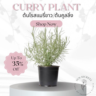 ต้นโรสแมรี่ขาว/ต้นคูลลิ่ง(Curry Plant)