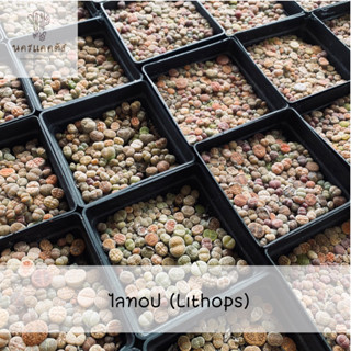 (ร้านเลือกให้)ไลทอป (Lithops) ไลทอป Lithop Mix กระถาง4นิ้ว แคคตัส กระบองเพชร