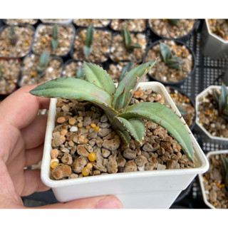 อากาเว่ ไม้เมล็ด Agave titanota seedlings