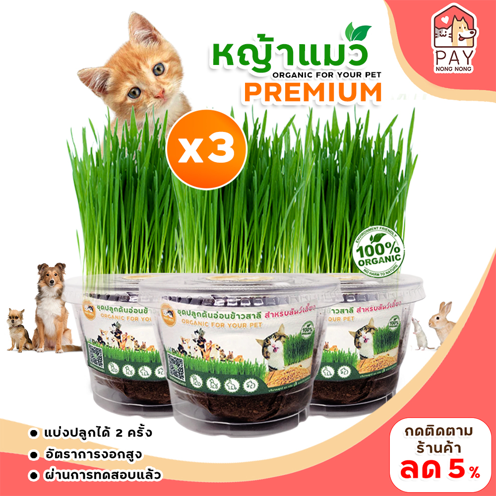 ชุดปลูกหญ้าแมวครบชุด กระปุกใสX3 (ปลูกได้ 2ครั้ง) ชุดปลูกต้นอ่อนข้าวสาลีเพื่อสุขภาพสัตว์เลี้ยง