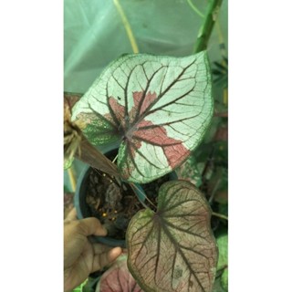 บอนสีวิจิตรจินดาcaladium