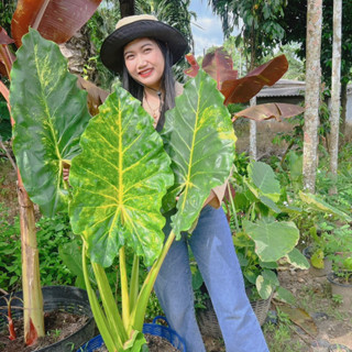 บอนกระดาษด่างทองไซร้แม่ Alocasia macrorrhizos Lutea