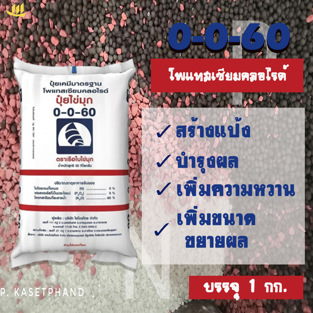 0-0-60​ ​เรือใบ​ ไข่มุก​ ​(เม็ดแดง)แบ่งบรรจุ 1 Kg.โพแทสเซียม(K) บำรุงผล หัว สร้างแป้ง เพิ่มหวาน ขยายผล เพิ่มคุณภาพผลผลิต – โปรปัง
