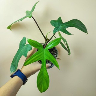 Philodendron Florida Beauty ฟิโลก้ามกุ้งแม่พันธ์ด่าง ไม้เนื้อเยื่อลุ้นด่าง ฟิโลกุ้งขน