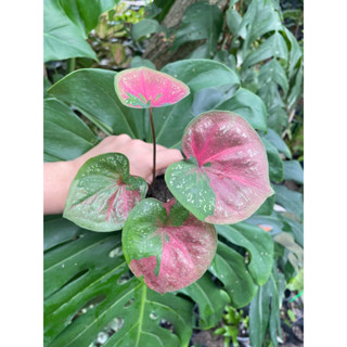 💕🌱บอนสีพระนครต้นแข็งแรงกัดสีสวยๆ🌱🌱🔥ไม้เก่าน่าสะสม🔥
