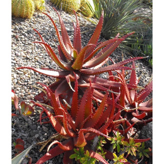 Aloe Dorotheae , Aloe Cameronii.  ว่านหางจระเข้แดง แดดจัด