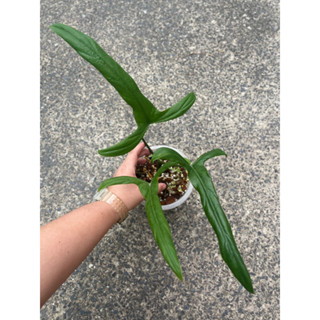 ส่งต้นในภาพ ตรงปก 📍philodendron holtonianum ไม้ rare item ฟิโลไม้กางเขน ฟิโลเดนดรอน ฟิโลกางเขน รากแข็งแรง