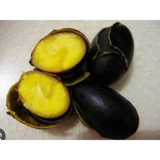 ต้นเกาลัดไทย เนื้อสีเหลือง หอมหวานมันอร่อย ต้นพร้อมปลูก สูง70-100ซ.ม แบบกิ่งตอน