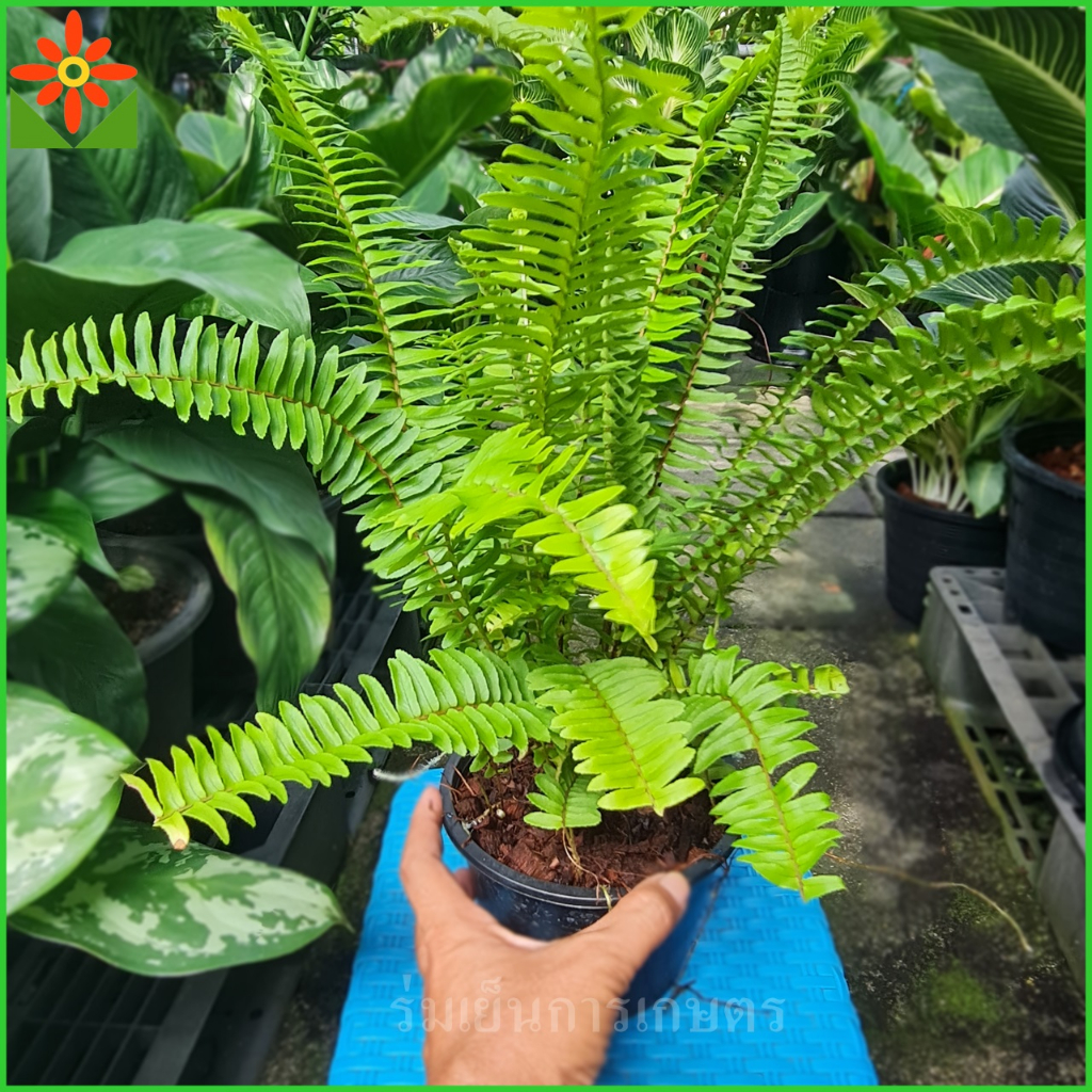 เฟิร์นใบมะขาม ต้นเฟิร์น เฟิร์น ต้นเฟินใบมะขาม เฟิร์นใบมะขาม ต้นเฟิร์นใบมะขาม