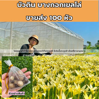 ขายส่ง100หัว บัวดินบางกอกเยลโล่