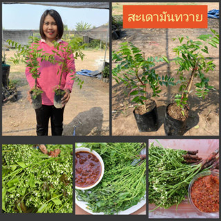 🌿ต้นสะเดามันทวาย🌿 💥 ต้นเสียบยอด   🔥    🌱ทานสดได้ทั้งใบและดอก🍀 ลวกจิ้มทานกับน้ำพริก รสชาติมันๆขมเล็กน้อย🍀 🌱ต้นพันธ์ุประมา