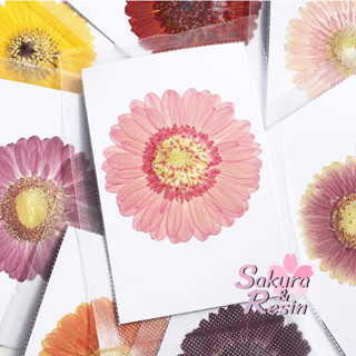 [10 สี] ดอกเยอบีร่า Gerbera ดอกไม้ทับ ดอกไม้ทับแห้ง ดอกไม้ทับแห้ง