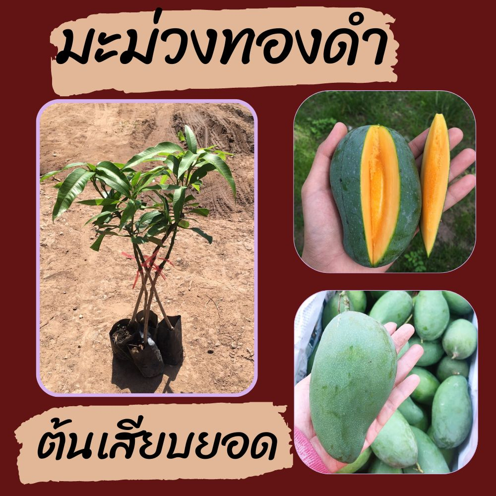 ต้นมะม่วงทองดำ🌿1 ต้น  💥 ต้นเสียบยอด  🌱 รสชาติหวานหอม เมล็ดลีบ เนื้อผลเยอะ🌱ต้นพันธ์ุประมาณ 45 เซนติเมตร