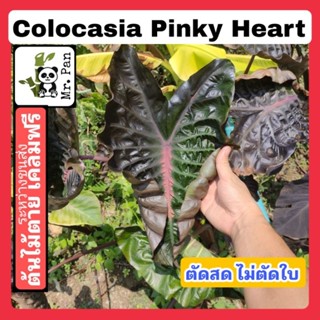 Colocasia Pinky Heart ตัดสดไม่ตัดใบ โคโลคาเซีย พิงค์กี้ ฮาร์ท