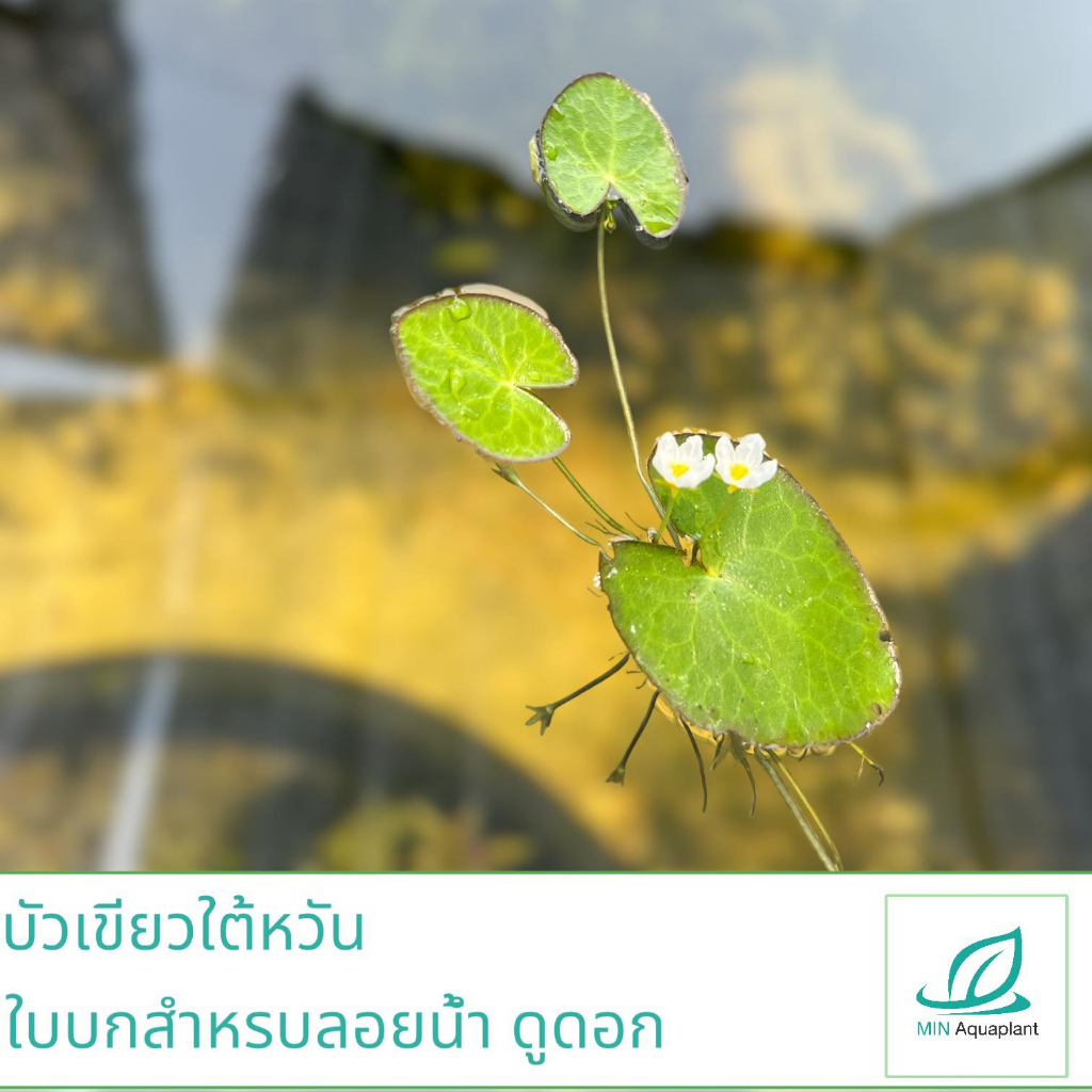 บัวเขียวไต้หวัน ใบบก สำหรับลอยน้ำ ดูดอก เลี้ยงบ่อ-อ่าง ไว้ดูดอกสวยๆ