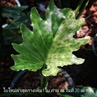 ฟิโลใบมะละกอด่าง  (ตัวไม่เลื้อย) Philodendron selloum variegated ไม้แรร์หายาก น่าเก็บสะสม ได้ต้นตามถาพ