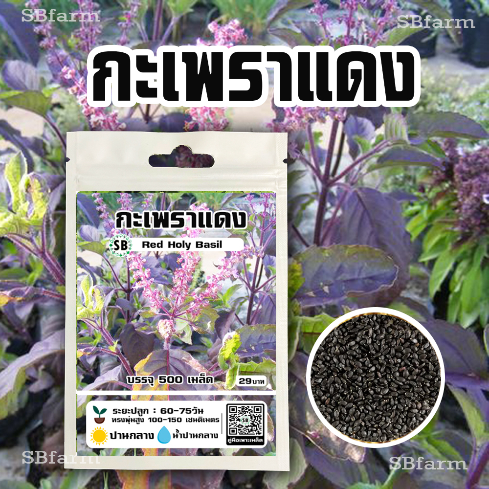 กะเพราแดง 500 เมล็ด 🔥โปรโมชั่น [ซื้อ 2 แถม 1ซอง]