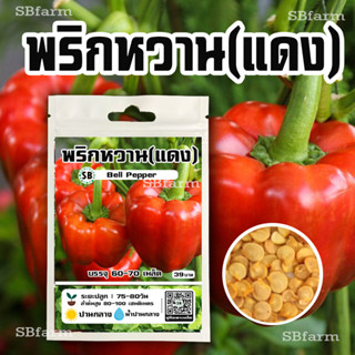 เมล็ดพริกหวาน (แดง) 60-70 เมล็ด/ซอง 🔥โปรโมชั่น [ซื้อ 3แถม 1ซอง]