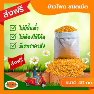 [ส่งฟรีไม่ต้องใช้โค้ด!!] ข้าวโพดเม็ด 1 กระสอบ 40 กก.