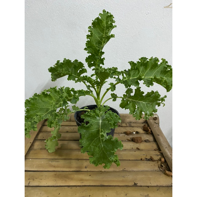 ต้นเคลใบหยิก Kale 🥬 ผักคะน้า  ผักเคล ประโยชน์เยอะ ส่งทั้งกระถาง8นิ้ว พร้อมทาน