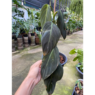 ฟิโลเดนดรอนกิแกส/Philodendron Gigas เลือกต้นได้