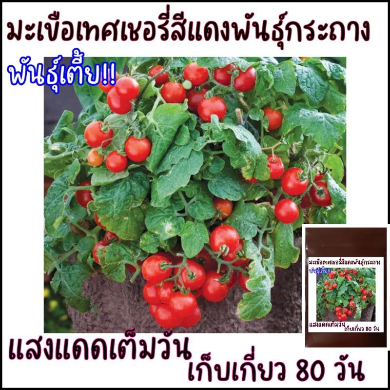 เมล็ดปลูกต่อได้ บรรจุ 15 เมล็ด เมล็ดพันธุ์มะเขือเทศเชอรี่สีแดงพันธุ์กระถาง มะเขือเทศแคระ
