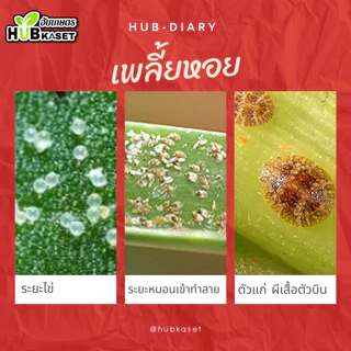 แซดบีฟิน25 100กรัม (บูโพรเฟซิน) ยาคุมไข่เพลี้ย แมลงปากดูดทุกชนิด เช่น เพลี้ยกระโดด เพลี้ยแป้ง เพลี้ยหอย