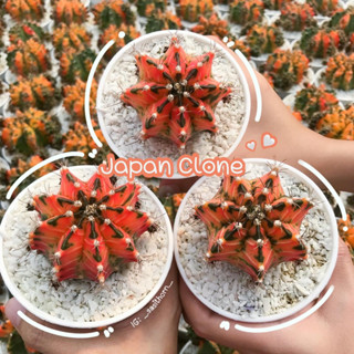 (ส่งฟรี) กระบองเพชรไซส์แม่พันธุ์ ยิมโนด่าง japan clone พร้อมส่ง‼️