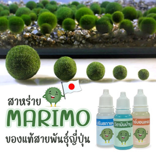 สาหร่าย Marimo มาริโมะ ญี่ปุ่นแท้  พืชแห่งโชค​ การเงิน​และความรัก ตกแต่งตู้ปลา