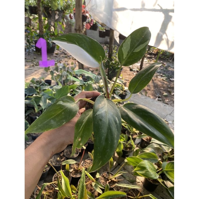 🌱Philodendron White Princess Mable ไม้เนื้อเยื่อ🌱🌱