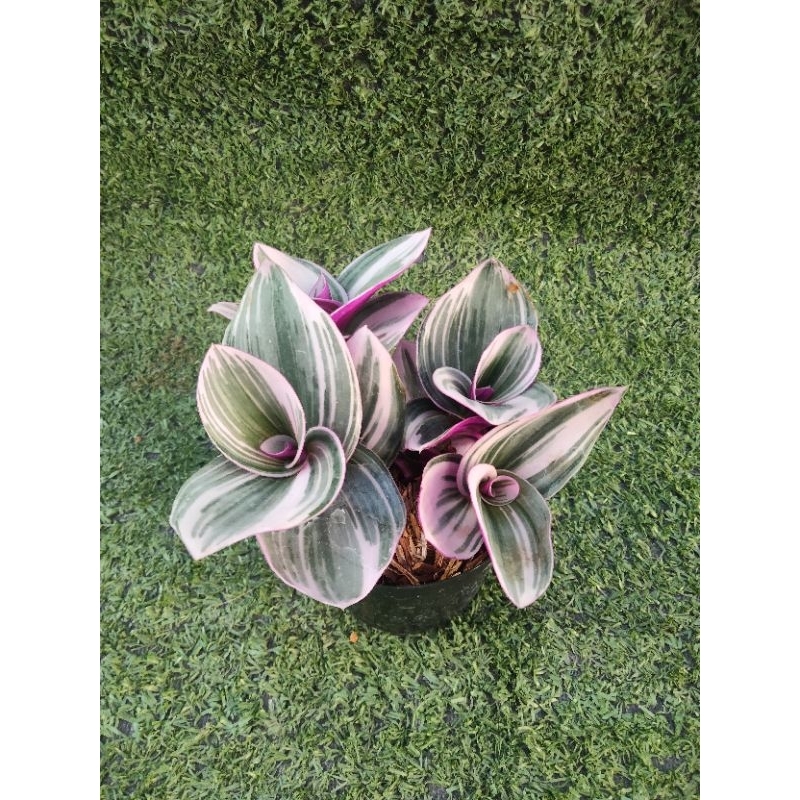 ต้นสายใยรักด่างชมพู [ Tradescantia zebrina bosse ] ในกระถาง3"