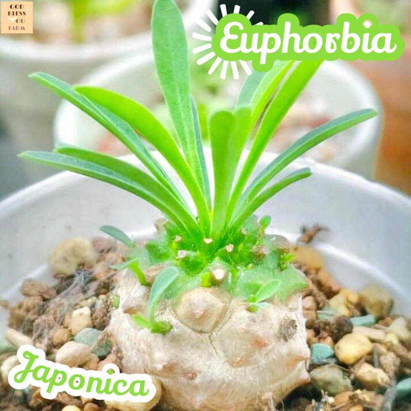 [ยูโฟเบีย คนป่า] Euphorbia Japonica แคคตัส ต้นไม้ หนาม ทนแล้ง กุหลาบหิน อวบน้ำ พืชอวบน้ำ succulent cactus กระบองเพชร