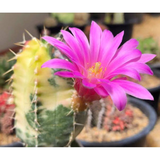 ไม้กราฟอิชิโนซิริอุสด่าง echinocereus knippelianus variegata grating