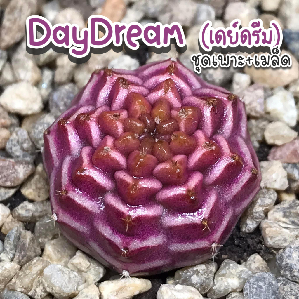 ชุดเพาะเมล็ดยิมโน 💜 DayDream 💜 (DayDream x Neon) 🌵กระบองเพชร/แคคตัส 🌵