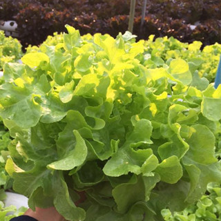 เมล็ดกรีนโอ๊ค 100 เมล็ด - Green Oak Seeds เมล็ดนำเข้า คุณภาพสูง - Green oak Lettuce seed salad seed เมล็ดกรีนโอ๊ค