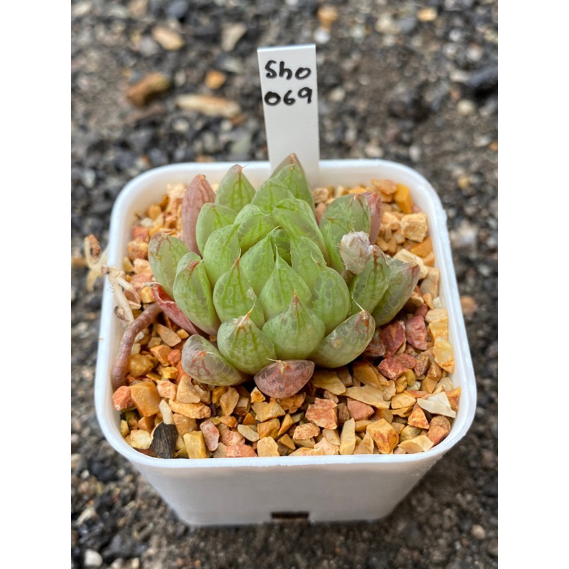 Haworthia Hybird Thailand (ส่งทั้งกระถาง) กระถาง 2 นิ้ว รหัส Sho061-070 - รูปที่ 7