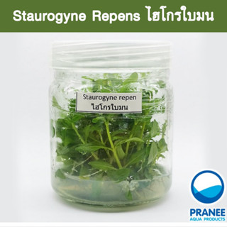 Staurogyne Repens ไฮโกรใบมน (เนื้อเยื่อ) ต้นไม้น้ำ ต้นไม้น้ำตกแต่งตู้ปลา ***กรุณาอ่านรายละเอียดก่อนสั่งซื้อ***