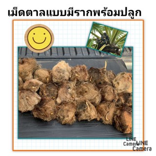 เมล็ดพันธุ์ต้นตาลโตนดแบบมีรากงอก เมล็ดพันธุ์ต้นตาล ชุดล่ะ 2 เม็ด