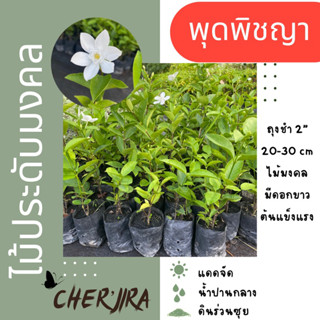 พุดพิชญา ถุง 4” (แพ็ค 30 ต้น)