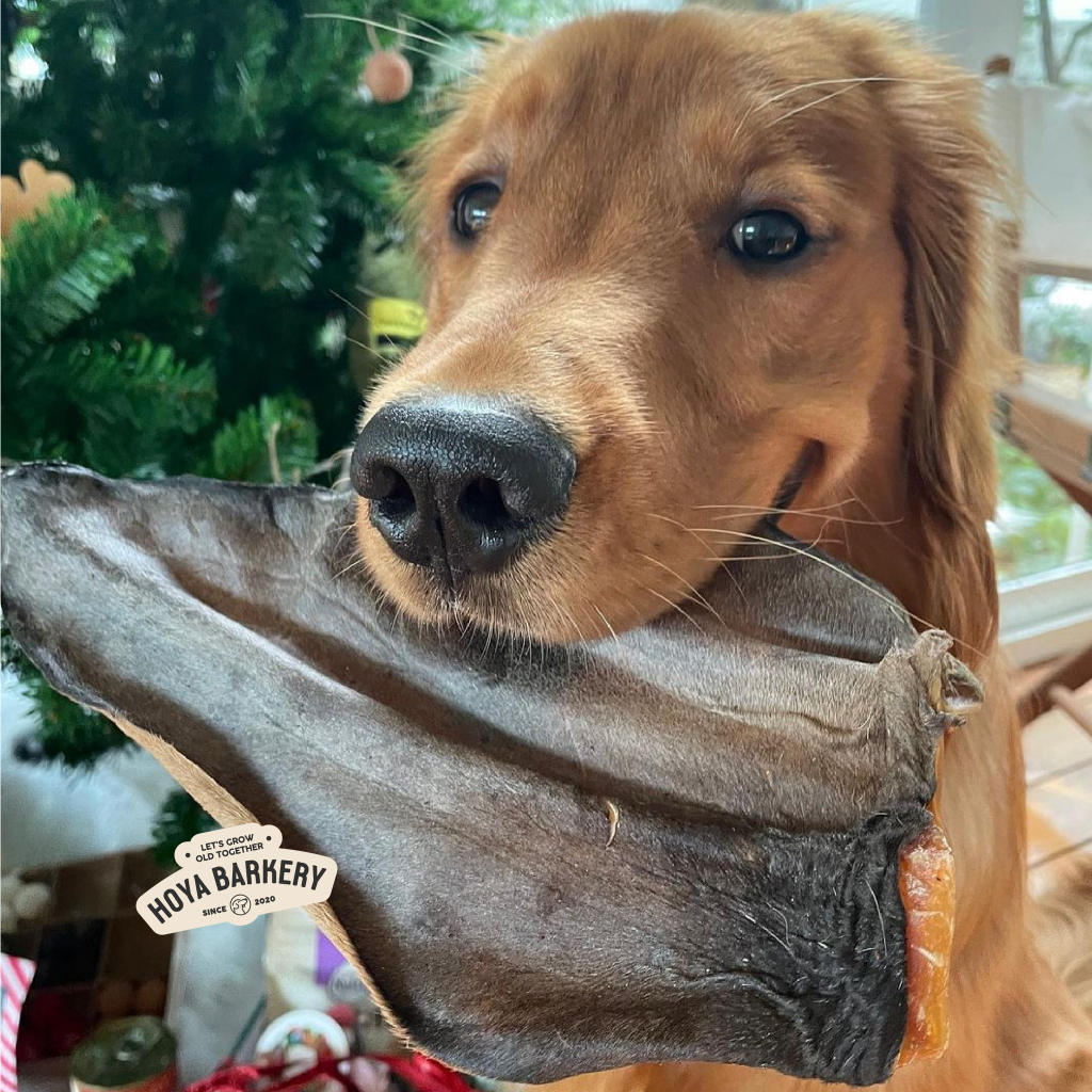 Hoya Barkery Cow Ear หูวัว แทะสนุก แทะได้ทุกสายพันธุ์