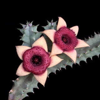 เก๋งจีน***เด็ดสด4กิ่ง*** huernia insigniflora cv olga 2