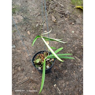 hoya shepherdii โฮย่า