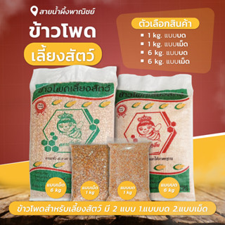 ข้าวโพดเลี้ยงสัตว์ บรรจุ 1 กก. ,6 กก. มีแบบบด แบบเม็ด สัตว์เลี้ยง ข้าวโพดเลี้ยงไก่ สินค้าคุณภาพ - sainumpuengshop